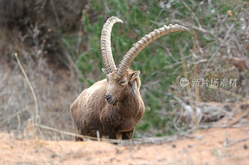 高山山羊 (Capra ibex)